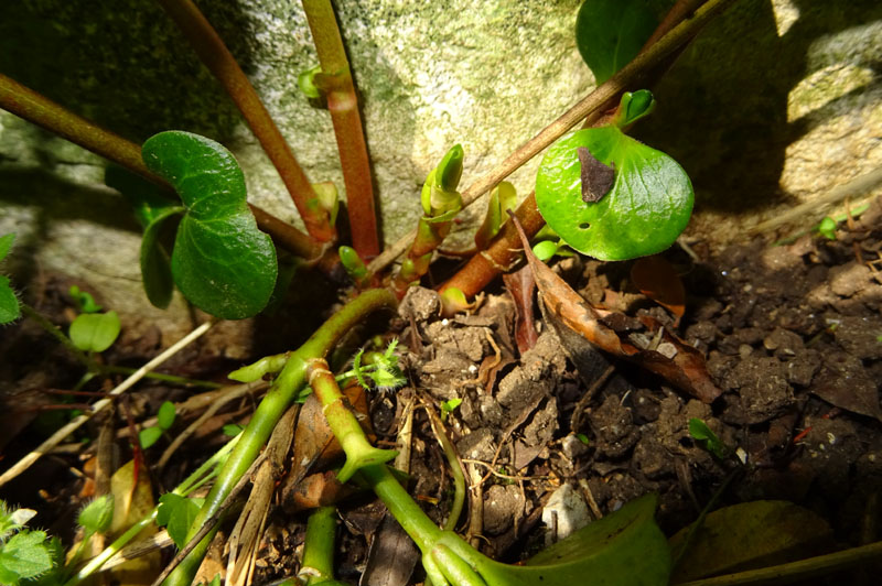 Vinca major (subsp. hirsuta?) - Apocynaceae